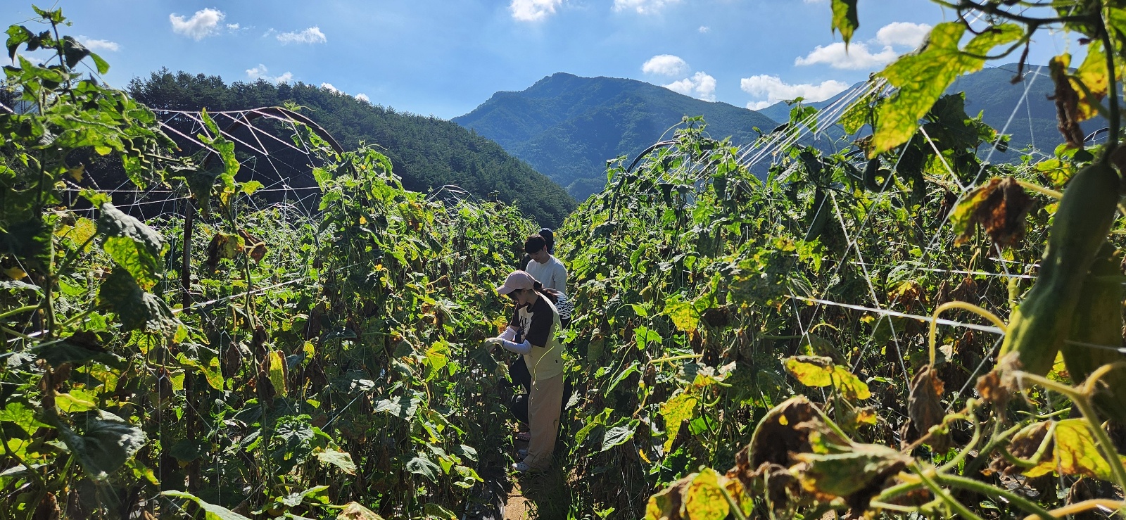 Cucumber harvesting activity, 1 law student at Incheon National University