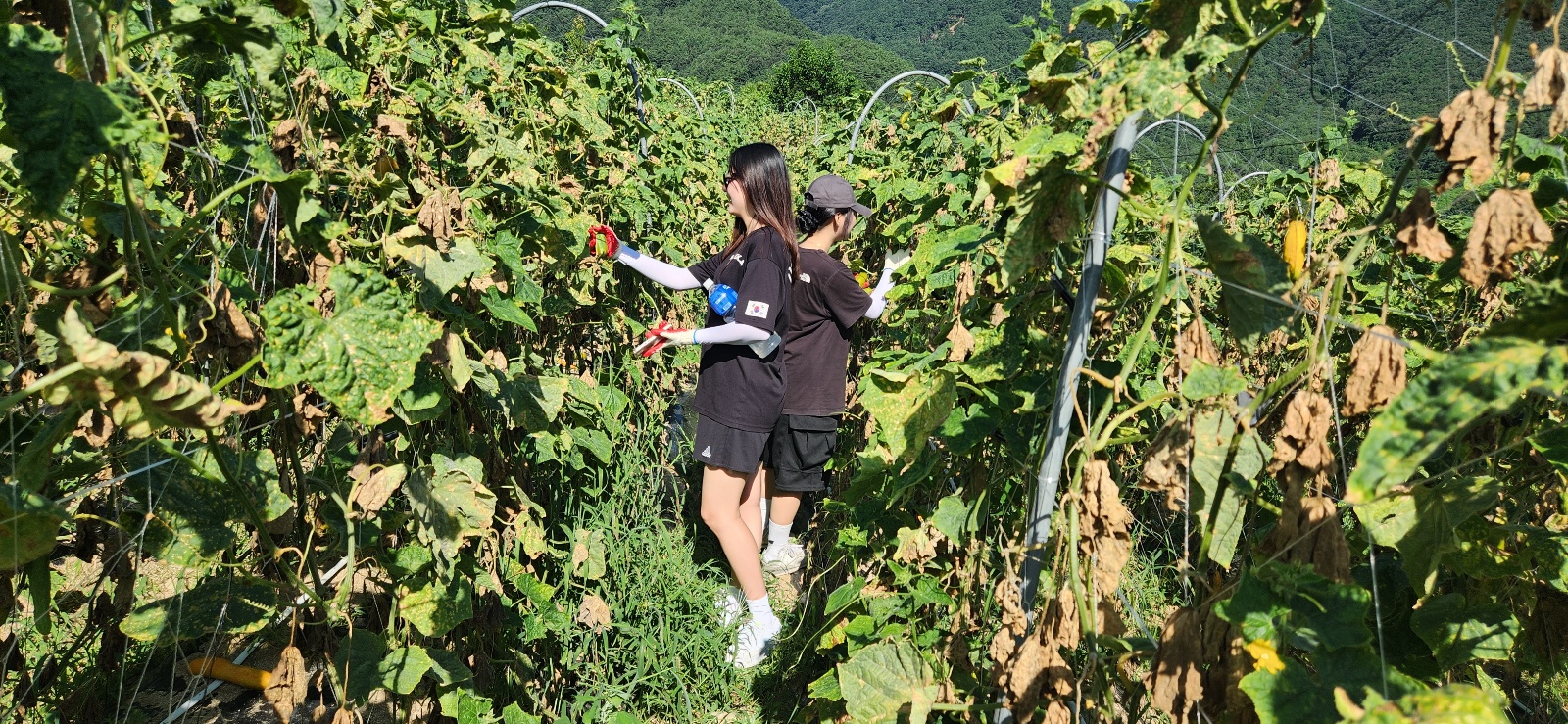 Cucumber harvesting activity, 1 law student at Incheon National University